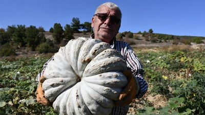 Bilecik'in uzun raf ömürlü kestane kabağında hasat başladı