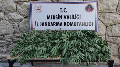 Mersin'de uyuşturucu serası kuran şahıs yakalandı