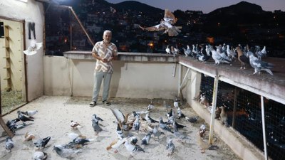 Hatay'da deprem bile güvercin besleme tutkusuna engel olamadı