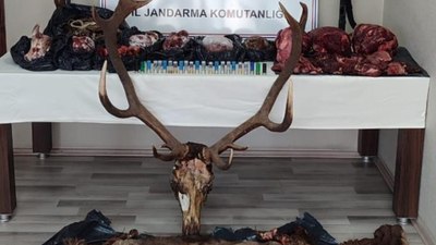 Kastamonu'da kaçak geyik avcılarına ceza yağdı