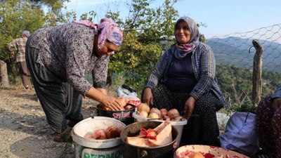 Tescilli meyvenin hasadı başladı! Tam bir gripsavar; kilosu 20 TL’den satılıyor