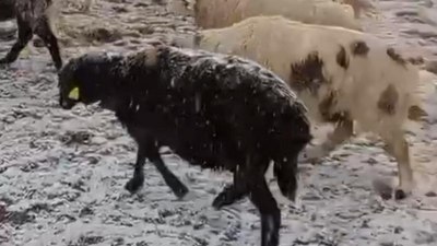 Tokat'ta yaylada otlayan koyunlar kar altında kaldı