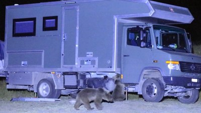 Bitlis'te Aç ayılar karavanlara dadandı