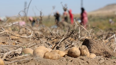 Hasadı başlayan patatesin fiyatı, tarlada ve pazarda farklılık gösteriyor