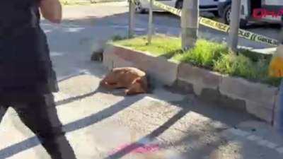 Adana'da acı olay: Su içen köpek elektrik akımına kapıldı