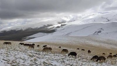 Ağrı’da yaylaya çıkan koyunlar kar altında kaldı