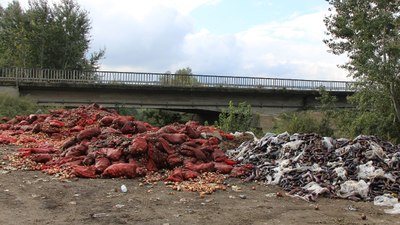 Amasya'da çuvallar dolusu soğan ve patlıcan nehir kenarına döküldü