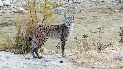 Nesli tükenmekte olan vaşaklar, Malatya'da görüntülendi