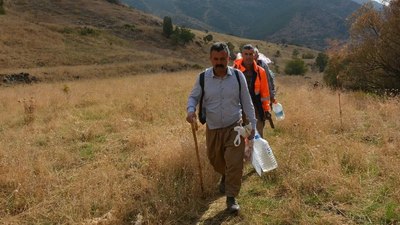 29 yılın ardından özel izinle toplandı! O bölgede oluşuyor, kilosu 5 bin TL'den alıcı buluyor...