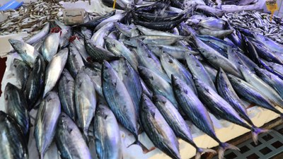 Palamutlar Karadeniz'de tezgahları şenlendiriyor: Hem lezzetli hem ekonomik