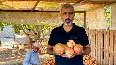 Deve dişi narlar hasat ediliyor