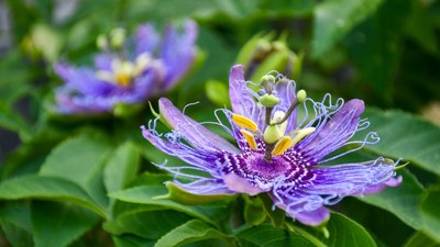 Passiflora nedir? Passiflora faydaları ve kullanım alanları nelerdir?