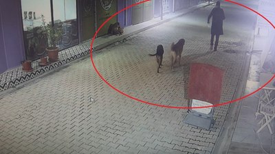 Hatay'da skandal: İş yerinin kapısını açıp kedileri köpeklere parçalattı