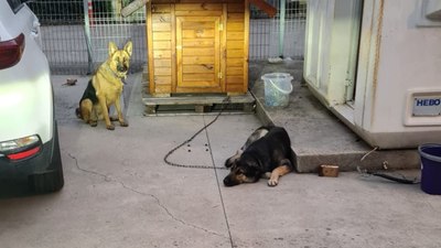 İstanbul'da lise öğrencisi köpek saldırısından son anda kurtuldu