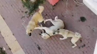 Bilecik'te sahipsiz köpek korkusundan sokağa çıkılamıyor