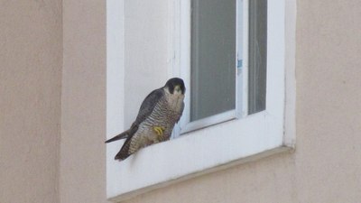 Cama kuş konduysa dikkat: Bakın ne anlama geliyor