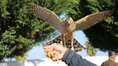 Rize'de atmaca güzellik ve beceri yarışması