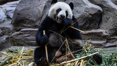 100 bin yıllık panda fosilleri bulundu