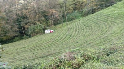 Rize'de otomobil çay bahçesine yuvarlandı