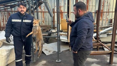 Zonguldak'ta köpeklerin saldırısına uğrayan tilki fabrikaya sığındı