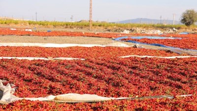 Lezzeti tescilli, şifası garanti! Maraş’ta hasadı başladı: Fiyatını duyan kilo kilo alıyor