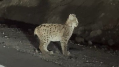 Erzincan’da nesli tükenme tehlikesi altında bulunan vaşak görüntülendi