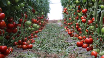 Erzincan'da jeotermal serada domates hasadı