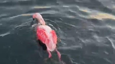 İzmir'de misinaya dolanan flamingo kurtarıldı