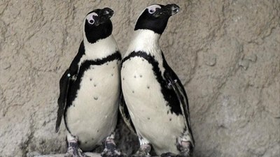 Afrika penguenlerinin soyu 2035'e kadar tükenebilir