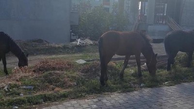 Tekirdağ sokaklarında başıboş atlar görüldü