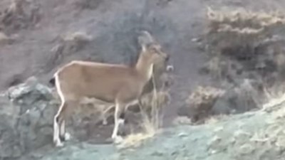 Harput’ta dağ keçisi ve yavruları görüntülendi