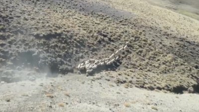 Van'da kaybolan koyunları, öğretmen drone'la buldu