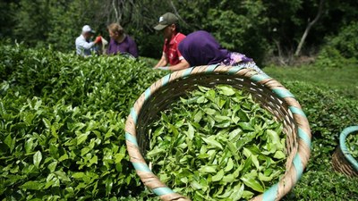 ÇAYKUR, bu yıl 150 bin ton kuru çay üretimi gerçekleştirdi