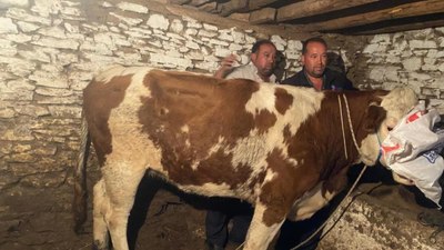 Manisa'da firari inek 42 gün sonra yakalandı