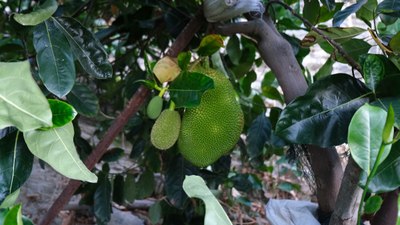 Antalya'da Vietnam'dan getirttiği jackfruit meyvesini Türkiye'de yetiştirmeyi başardı