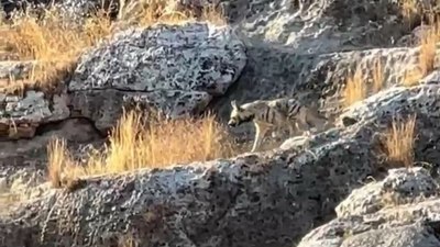 Adıyaman'da çizgili sırtlan görüldü