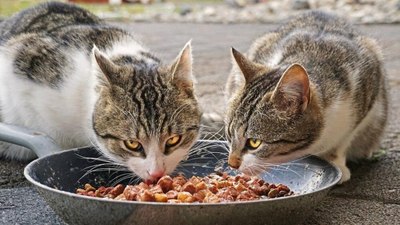 Kediler için tehlikeli gıdalar nelerdir? Kediler ne yememeli?