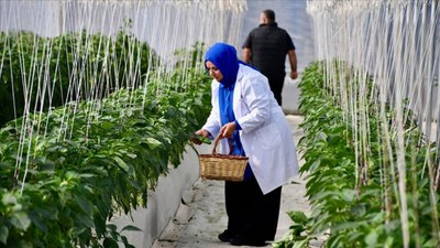 Tarım ve Orman Bakanlığı'ndan planlı üretim rehberi: 33 soru cevaplandı