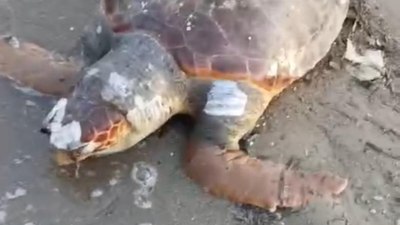 İzmir'de sahilde ölü deniz kaplumbağası bulundu