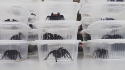 Peru'da örümcek kaçakçısı, vücuduna bağladığı 300 tarantulayla yakalandı