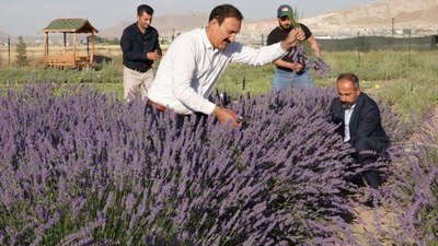 İlk kez ekildi, hasadı zengin etti: Kilosu 600 bin TL’den satılıyor