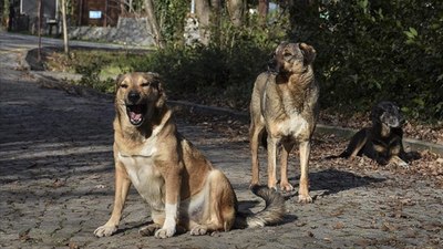 Ankara'da 13 yaşındaki Alperen, sokak köpeklerinin saldırısında yaralandı