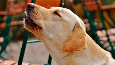 Köpeklerin ezan okunurken ulumasının sebebi bakın neymiş...