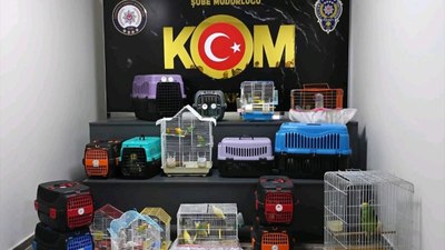 Çanakkale'de kaçakçılık operasyonu: 63 papağana el konuldu