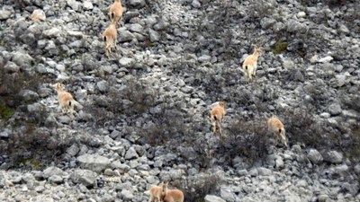 Erzincan'da dağ keçileri görüntülendi