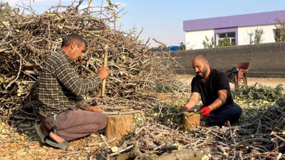 Şanlıurfa'da fıstığın budanan dalları değerlendiriliyor