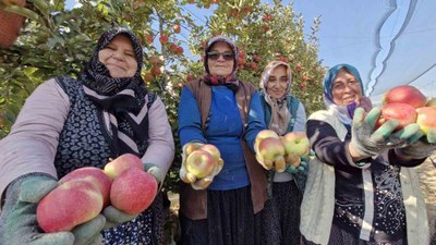 Karaman'da son elma hasadı yapılıyor