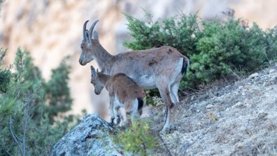 Erzincan'da yaban keçileri görüntülendi