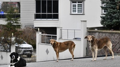 Başıboş sokak köpekleri 'beyaz kanser' tehlikesine yol açıyor