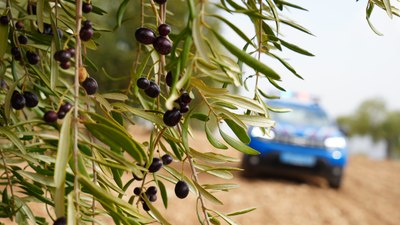 Kilis'te zeytin bahçeleri jandarmaya emanet